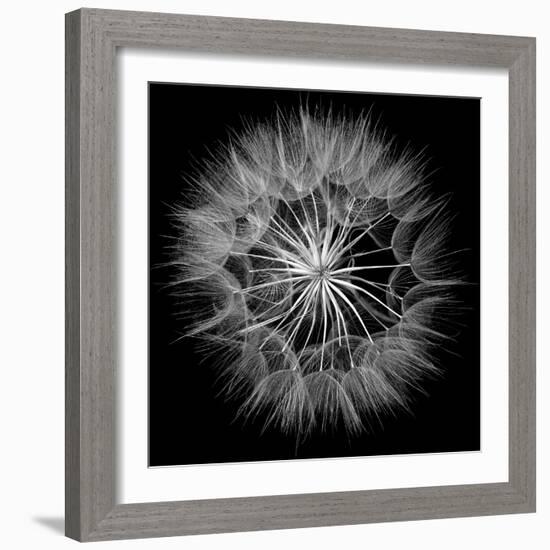 Goat's Beard V-Jim Christensen-Framed Photo