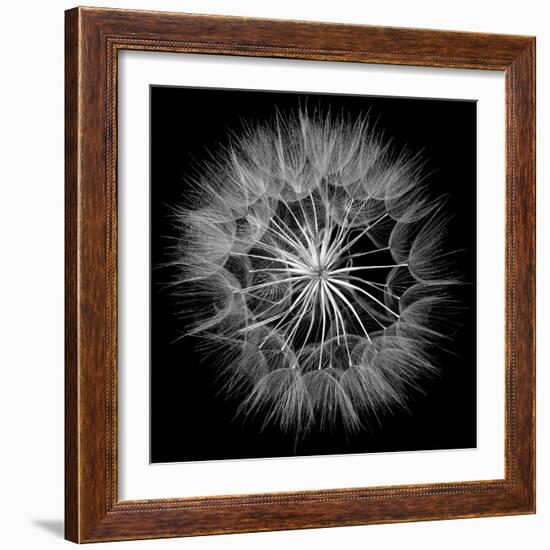 Goat's Beard V-Jim Christensen-Framed Photo