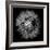 Goat's Beard V-Jim Christensen-Framed Photo