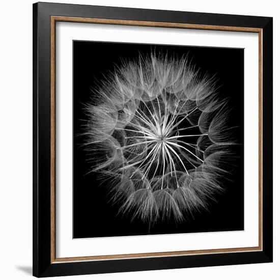 Goat's Beard V-Jim Christensen-Framed Photo