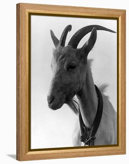 Goat Study-null-Framed Premier Image Canvas