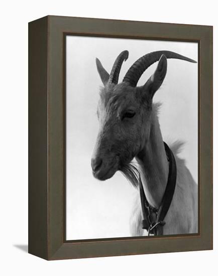 Goat Study-null-Framed Premier Image Canvas