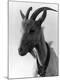 Premium Photographic Print