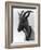 Goat Study-null-Framed Photographic Print