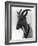 Goat Study-null-Framed Photographic Print