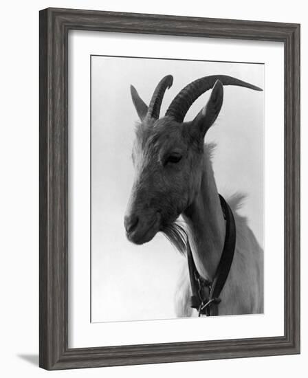 Goat Study--Framed Photographic Print