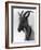 Goat Study-null-Framed Photographic Print