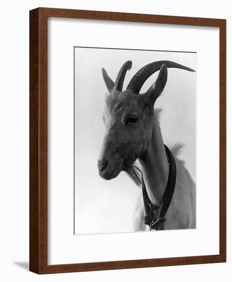 Goat Study-null-Framed Photographic Print