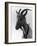 Goat Study-null-Framed Photographic Print