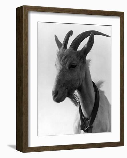 Goat Study--Framed Photographic Print
