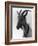 Goat Study-null-Framed Photographic Print