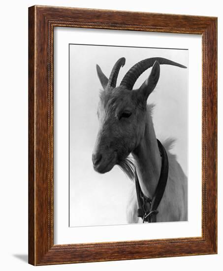 Goat Study-null-Framed Photographic Print