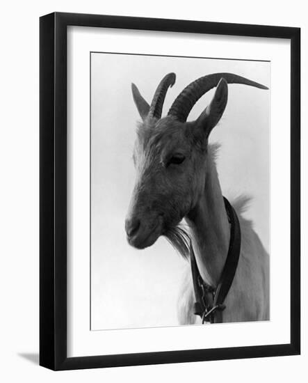 Goat Study-null-Framed Photographic Print