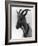 Goat Study-null-Framed Photographic Print