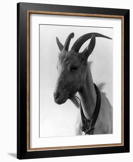 Goat Study-null-Framed Photographic Print