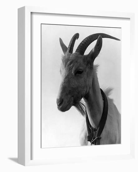 Goat Study-null-Framed Photographic Print