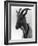 Goat Study-null-Framed Photographic Print