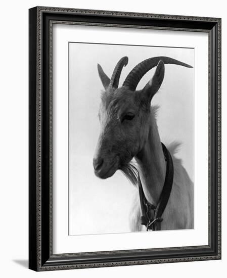 Goat Study-null-Framed Photographic Print