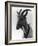 Goat Study-null-Framed Photographic Print