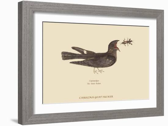 Goat-Sucker of Carolina-Mark Catesby-Framed Art Print