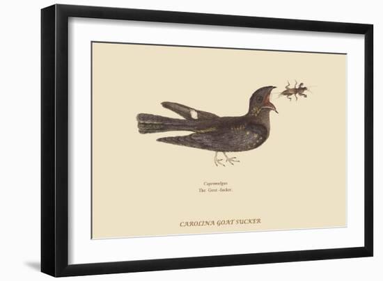 Goat-Sucker of Carolina-Mark Catesby-Framed Art Print