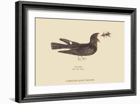 Goat-Sucker of Carolina-Mark Catesby-Framed Art Print