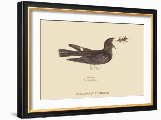 Goat-Sucker of Carolina-Mark Catesby-Framed Art Print