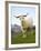 Goat, Taieri, near Dunedin, South Island, New Zealand-David Wall-Framed Photographic Print