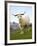 Goat, Taieri, near Dunedin, South Island, New Zealand-David Wall-Framed Photographic Print