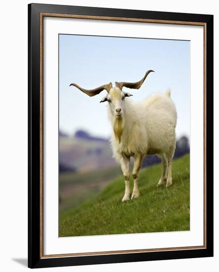 Goat, Taieri, near Dunedin, South Island, New Zealand-David Wall-Framed Photographic Print