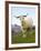 Goat, Taieri, near Dunedin, South Island, New Zealand-David Wall-Framed Photographic Print