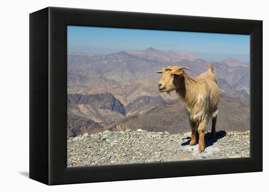 Goat with Al Hajar Mountains (Oman Mountains) in the background, close to Jebel Shams Canyon, Oman-Jan Miracky-Framed Premier Image Canvas