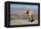 Goat with Al Hajar Mountains (Oman Mountains) in the background, close to Jebel Shams Canyon, Oman-Jan Miracky-Framed Premier Image Canvas