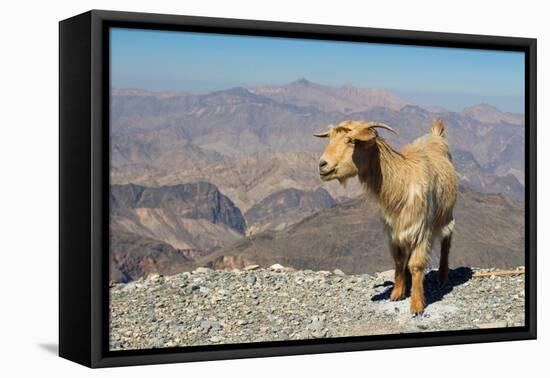 Goat with Al Hajar Mountains (Oman Mountains) in the background, close to Jebel Shams Canyon, Oman-Jan Miracky-Framed Premier Image Canvas