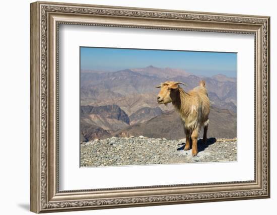 Goat with Al Hajar Mountains (Oman Mountains) in the background, close to Jebel Shams Canyon, Oman-Jan Miracky-Framed Photographic Print