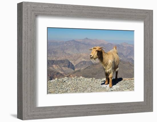 Goat with Al Hajar Mountains (Oman Mountains) in the background, close to Jebel Shams Canyon, Oman-Jan Miracky-Framed Photographic Print