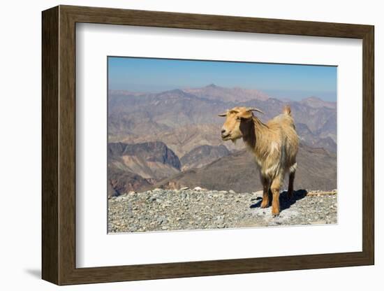 Goat with Al Hajar Mountains (Oman Mountains) in the background, close to Jebel Shams Canyon, Oman-Jan Miracky-Framed Photographic Print