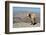 Goat with Al Hajar Mountains (Oman Mountains) in the background, close to Jebel Shams Canyon, Oman-Jan Miracky-Framed Photographic Print