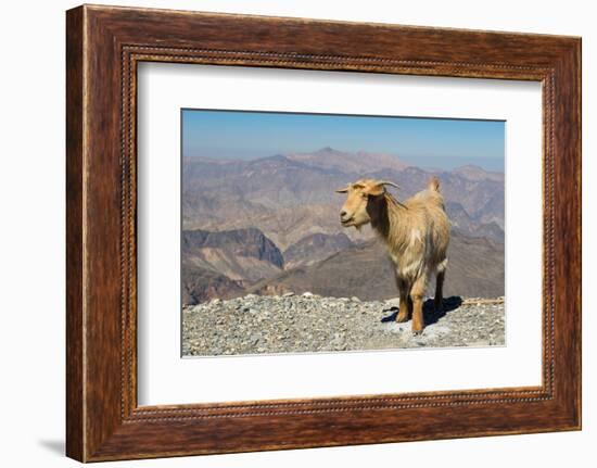 Goat with Al Hajar Mountains (Oman Mountains) in the background, close to Jebel Shams Canyon, Oman-Jan Miracky-Framed Photographic Print