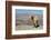 Goat with Al Hajar Mountains (Oman Mountains) in the background, close to Jebel Shams Canyon, Oman-Jan Miracky-Framed Photographic Print