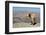 Goat with Al Hajar Mountains (Oman Mountains) in the background, close to Jebel Shams Canyon, Oman-Jan Miracky-Framed Photographic Print