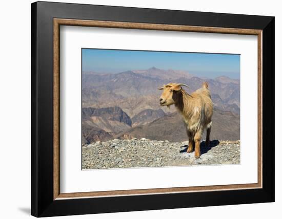 Goat with Al Hajar Mountains (Oman Mountains) in the background, close to Jebel Shams Canyon, Oman-Jan Miracky-Framed Photographic Print