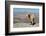 Goat with Al Hajar Mountains (Oman Mountains) in the background, close to Jebel Shams Canyon, Oman-Jan Miracky-Framed Photographic Print