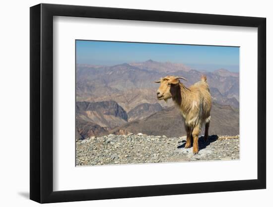 Goat with Al Hajar Mountains (Oman Mountains) in the background, close to Jebel Shams Canyon, Oman-Jan Miracky-Framed Photographic Print