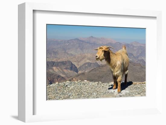 Goat with Al Hajar Mountains (Oman Mountains) in the background, close to Jebel Shams Canyon, Oman-Jan Miracky-Framed Photographic Print