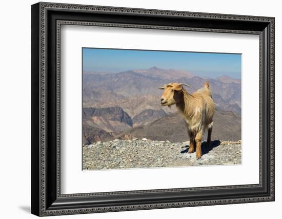 Goat with Al Hajar Mountains (Oman Mountains) in the background, close to Jebel Shams Canyon, Oman-Jan Miracky-Framed Photographic Print