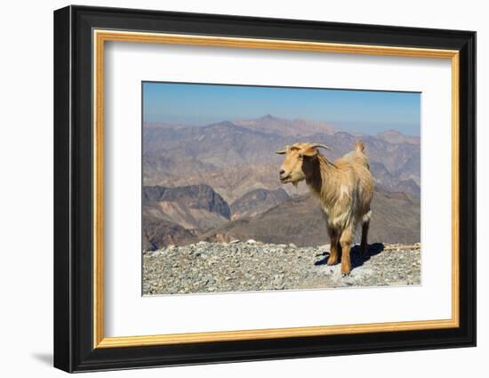 Goat with Al Hajar Mountains (Oman Mountains) in the background, close to Jebel Shams Canyon, Oman-Jan Miracky-Framed Photographic Print