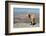 Goat with Al Hajar Mountains (Oman Mountains) in the background, close to Jebel Shams Canyon, Oman-Jan Miracky-Framed Photographic Print