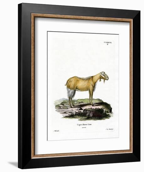 Goat Without Horns-null-Framed Premium Giclee Print