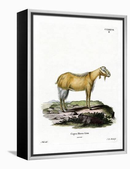 Goat Without Horns-null-Framed Premier Image Canvas